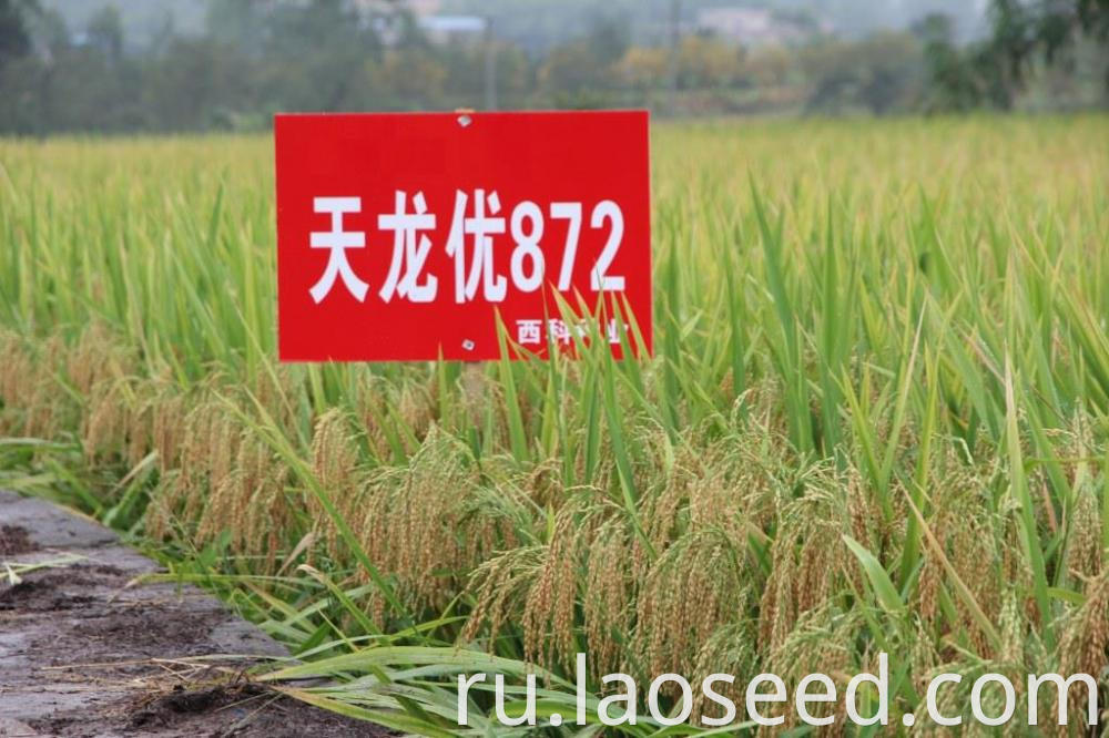 Hot Sale Rice seed